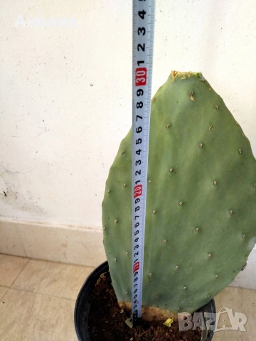 Опунция индика ядлива, снимка 3 - Стайни растения - 54287342