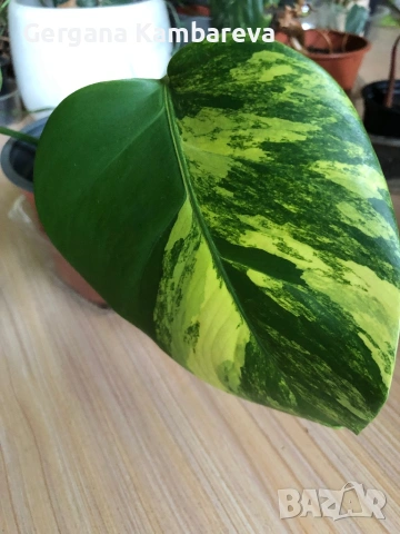 Monstera Aurea large form, снимка 2 - Стайни растения - 54894927
