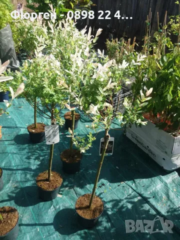 Японска върба Salix Hakuro Nishiki - Фламинго Студоустойчива , снимка 9 - Разсади - 55481463