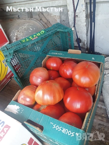 Разсад розов домат магия- макс, снимка 4 - Разсади - 54202106