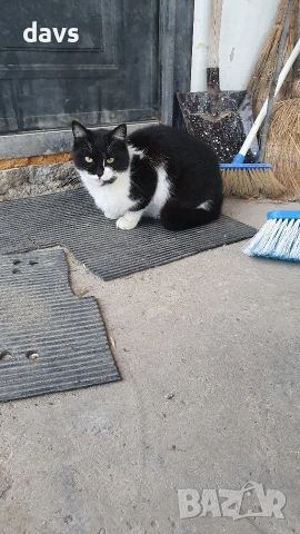 Травмирана котка остава на улицата, снимка 17 - Други - 55102605