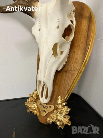 Трофей от Елен с дърворезбована поставка, лов и риболов, снимка 5 - Декорация за дома - 54239429