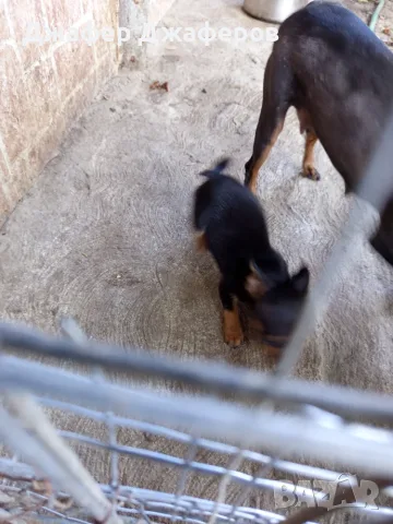 Продавам чистокръвни, обезпаразитени, ваксинирани пинчери!, снимка 8 - Пинчер - 55492625