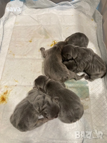 Френски булдог лилак син, снимка 2 - Френски булдог - 54225829