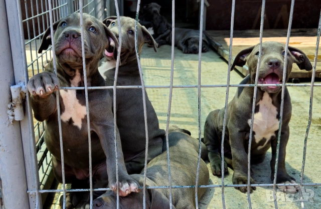 ТОП Американско були хл American bully xl ABKC, снимка 4 - Други - 55134203