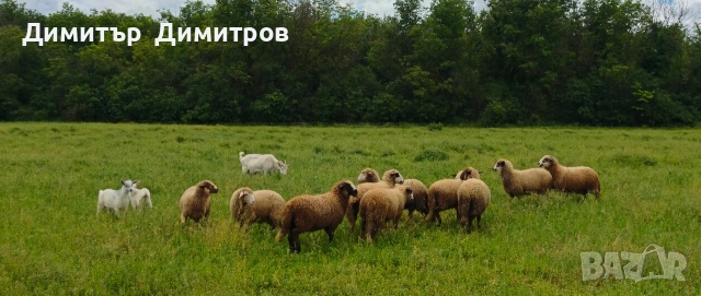 продавам 10 агнета ,коза и две ярета , снимка 5 - Овце - 54583764