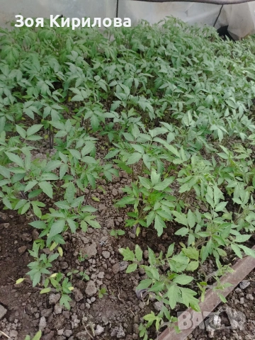 Разсад на домати от Елинпелинският край , снимка 14 - Разсади - 53932572