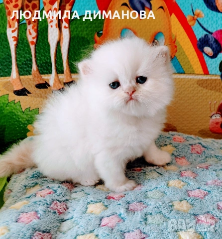 Персийско колорпойнт мъжко със сини очи 