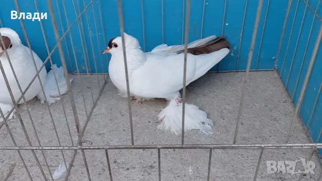 Нюрнбергски чайки, снимка 3 - Гълъби - 55578305