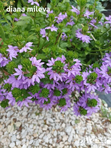 Скаевола - лилава, бяла и розова!!, снимка 9 - Градински цветя и растения - 54161547