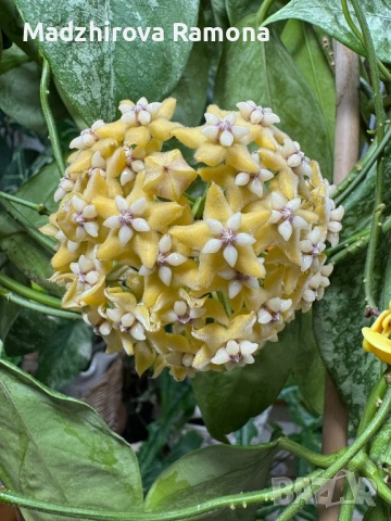 Hoya Хоя Coriacea Silver , снимка 2 - Стайни растения - 54935213