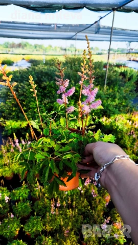Астилбе, Astilbe, многогодишно за сянка!!, снимка 8 - Градински цветя и растения - 55288069