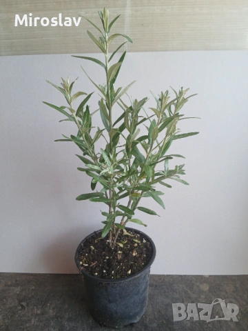 Облепиха (Hippophae), снимка 8 - Градински цветя и растения - 54688532