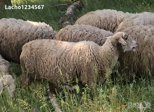 Продавам три овце и агнета, снимка 3 - Овце - 54690372