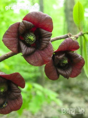 Asimina triloba, Асимина, Пау-пау, Индиански банан, снимка 6 - Разсади - 41973671