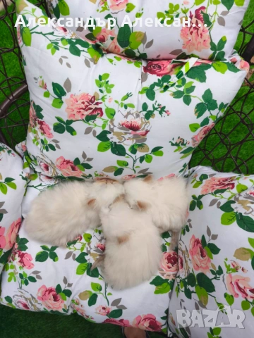 Персийски котенца Крем Пойнт (Хималайски), снимка 7 - Персийска - 54891125