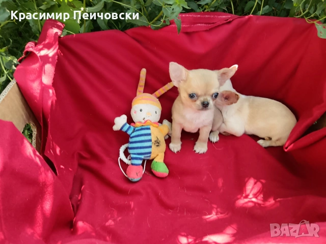 предлагам чихуахуа. , снимка 8 - Чихуахуа - 55112173