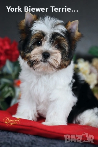 Йоркширски ТЕриер- най добри приятели за семейство! Доставка , снимка 2 - Йоркширски териер - 54234441