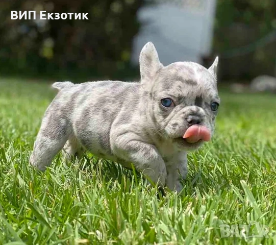 ПРОДАВА ФРЕНСКИ БУЛДОГ, снимка 2 - Френски булдог - 52263038
