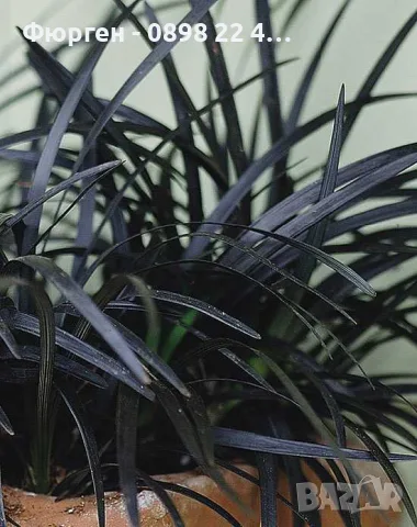 Черен офиопогон (Ophiopogon planiscapus 'Nigrescens')