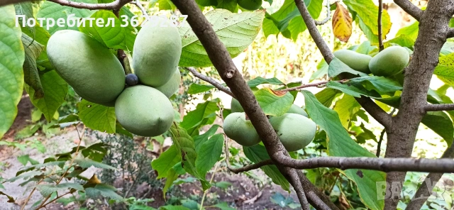 Asimina triloba, Асимина, Пау-пау, Индиански банан, снимка 4 - Градински цветя и растения - 55008778