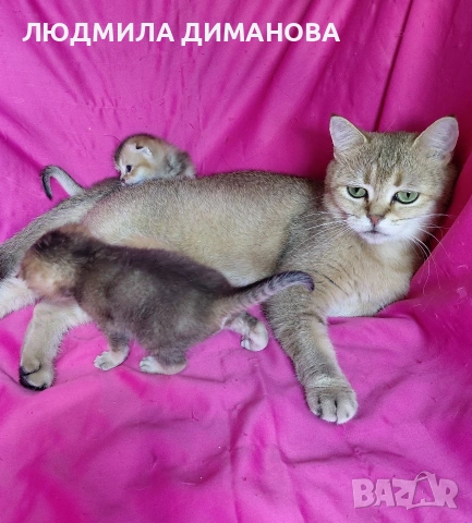 Шотландски златни чинчили мъжки , снимка 2 - Чинчили - 55197671