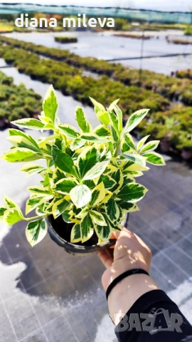 Евонимус Браво, Euonymus japonicus Bravo, снимка 10 - Градински цветя и растения - 54457987