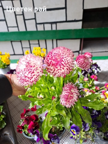 Парички 2€брой саксия 