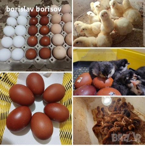 разплодни яйца от Различни породи! 