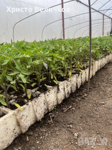 Разсад домати розова магия и червен азия, снимка 2 - Градински цветя и растения - 54022140