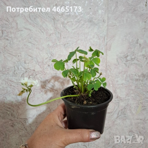 Оксалис /Детелина Бяла и Розова , снимка 6 - Градински цветя и растения - 54510708
