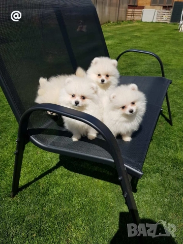 Померан померанчета Гр София , снимка 5 - Померан - 54156420