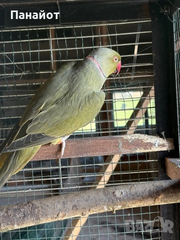 Зрели Малки Александъри, снимка 7 - Папагали - 53981116