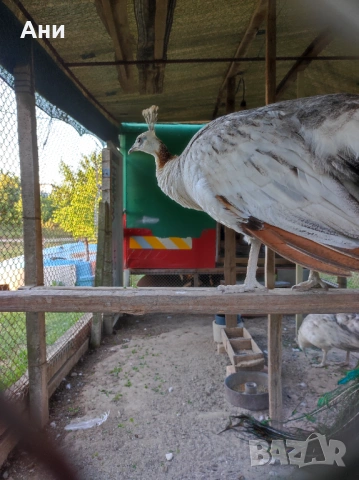 Пауни , снимка 7 - други­ - 54563812