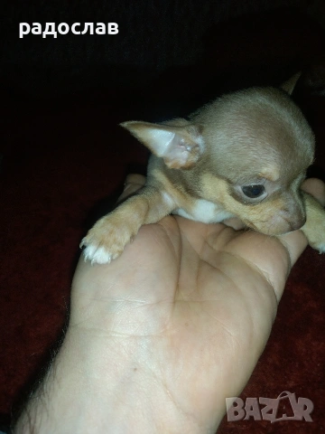 малки кутрета пинчер чихуахуа 
