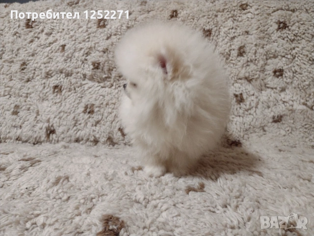 Чистокръвно мъжко померанче, снимка 6 - Померан - 55189832