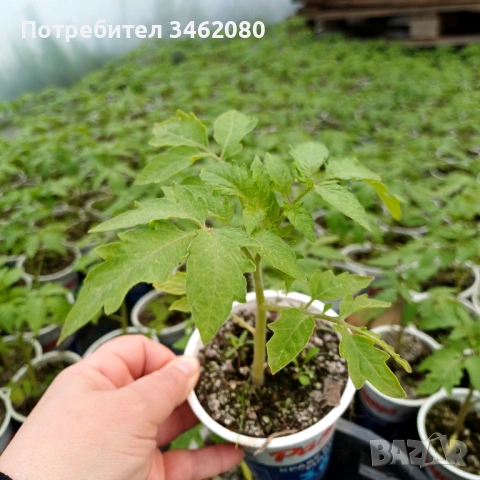 Разсад - Домати, снимка 3 - Разсади - 53999169