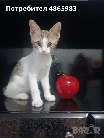 🐾 Търся дом за едно прекрасно мъжко котенце