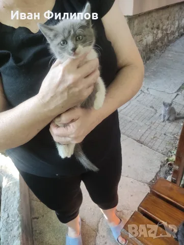 Подарявам малки котета