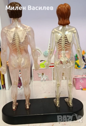 Анатомия на човешко тяло , снимка 4 - Енциклопедии, справочници - 53961419