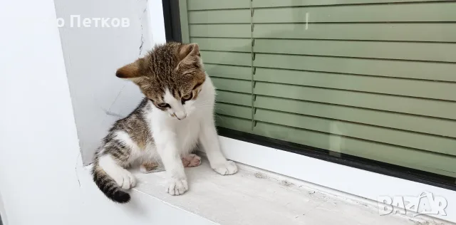 Подарявам малко котенце - момченце, снимка 4 - Други - 55308175