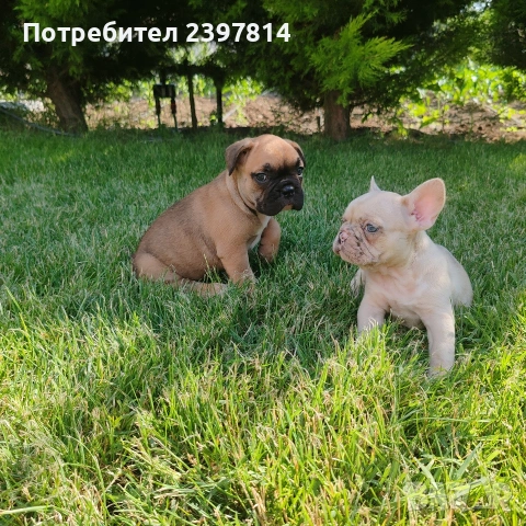 Френски булдог 