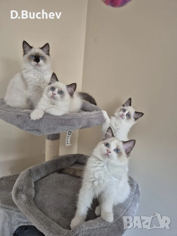 Ragdoll Paradise / Регдол котенца , снимка 2 - Други - 54972344