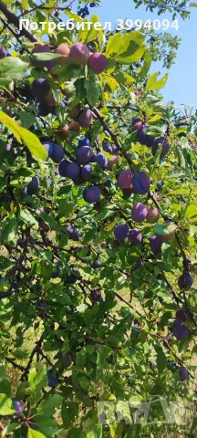 🍑 ПРОДАВАМ БИО СИНИ СЛИВИ – РАЙОН СЕВЛИЕВО, снимка 5 - Домашни продукти - 55619315