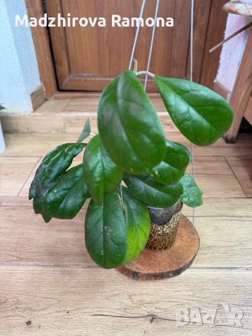 Hoya Хоя CV.Viola , снимка 4 - Стайни растения - 54569430