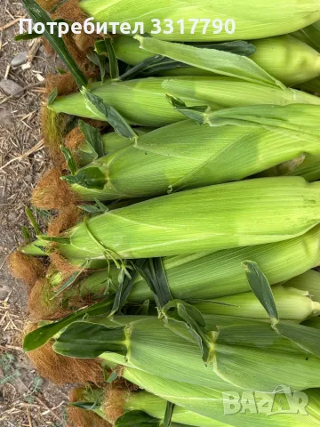 🌽Сладка Царевица OVERLAND 🌽, снимка 3 - Други - 55667446
