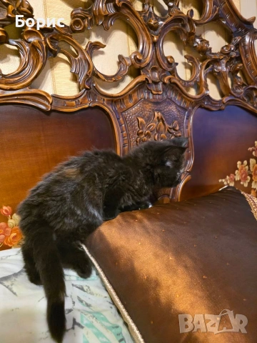 Мейн куун котета, снимка 4 - Мейн кун - 35075644