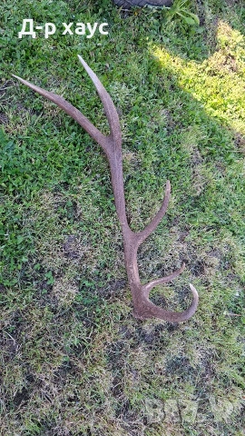 Единичен еленски рог 