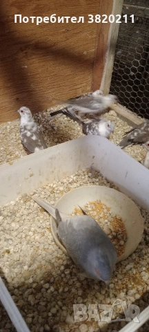 Продавам шарени диамантени гургулици.