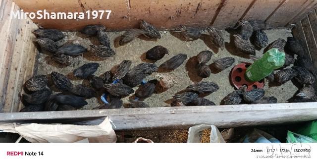 Свободни пъдпъдъци